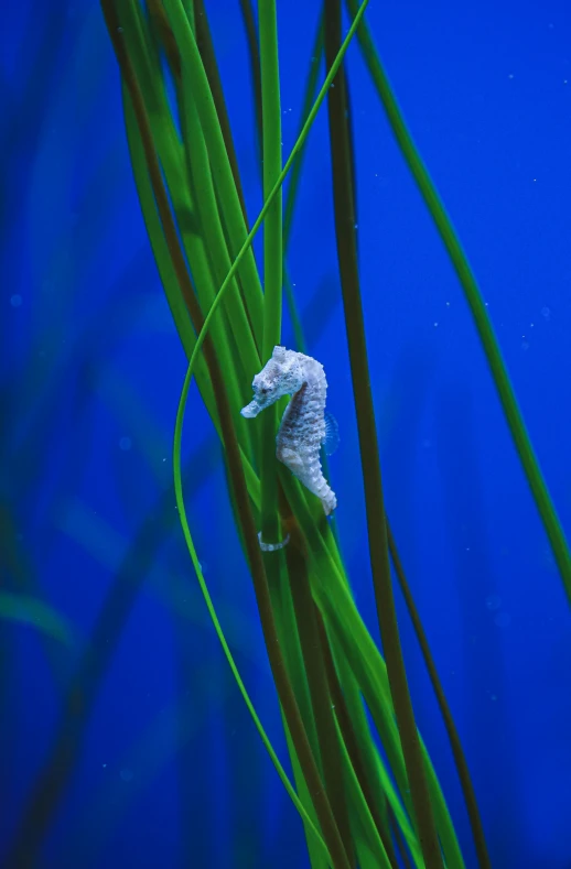 a plant has a blue background and green tips