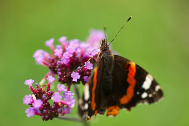 the erfly is perched on the top of the flower