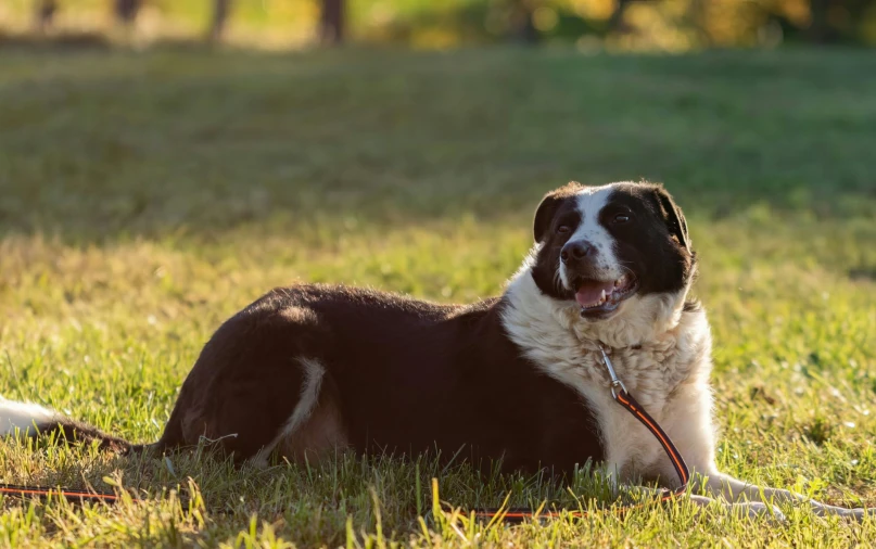 the dog is lying down in the grass