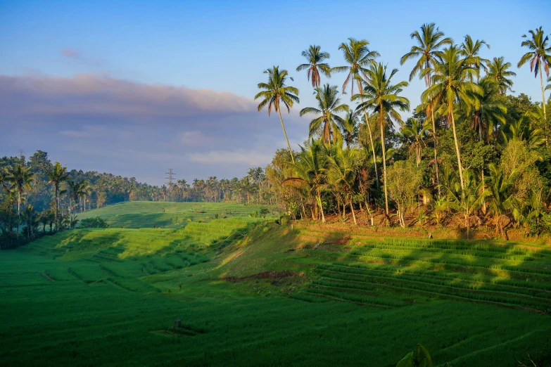 a beautiful green hill surrounded by palm trees