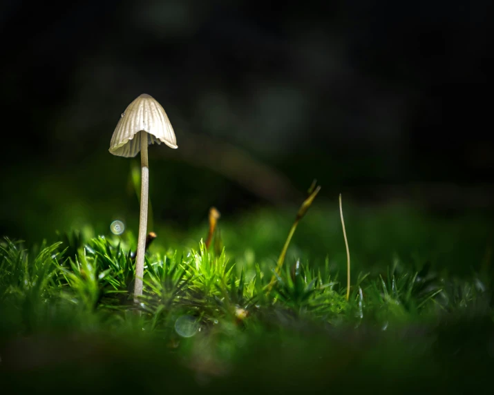 a mushroom sitting on a green field in the grass