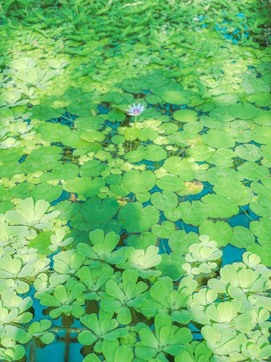 several leafy plants are floating in a pond