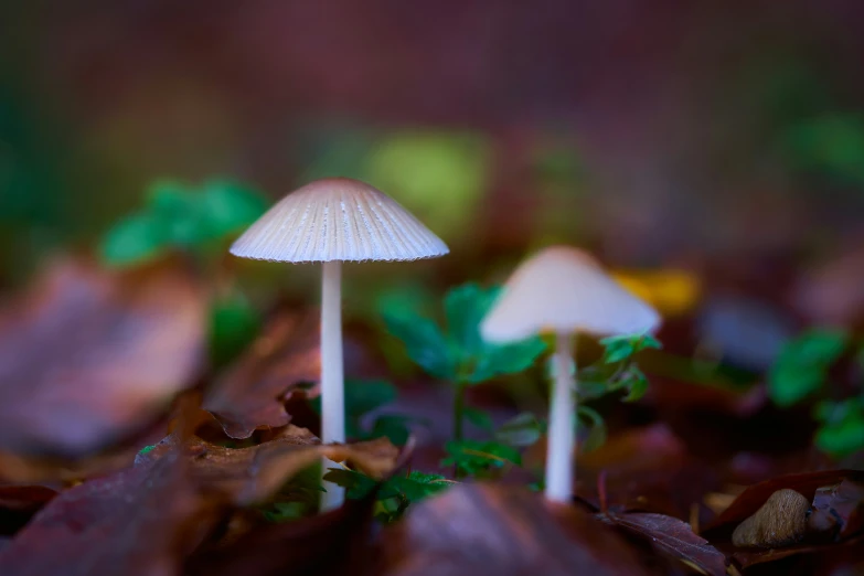 two small mushrooms in the leaves