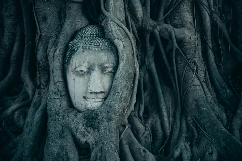 a large buddha head is hidden inside the tree roots