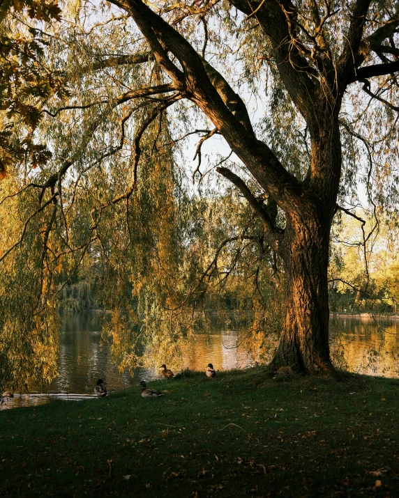 tree with golden leaves and reflection in water