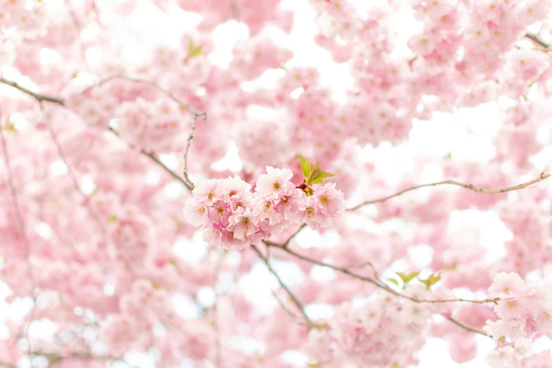 cherry blossoms are on the tree nches and one bee is in the middle of it