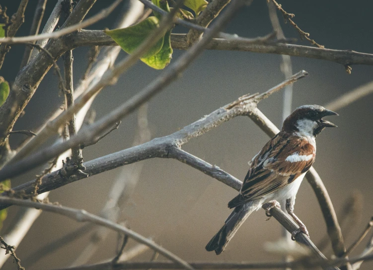 a bird sitting in a tree next to a nch