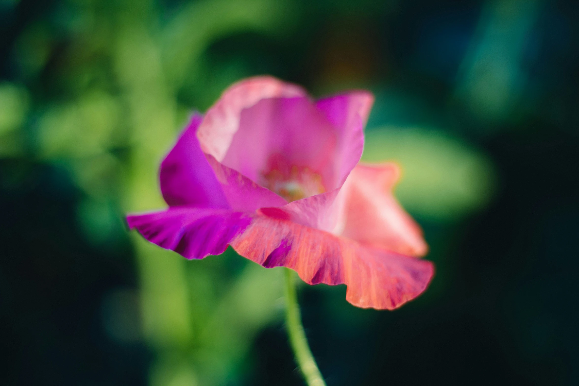 a close - up po of a single pink flower