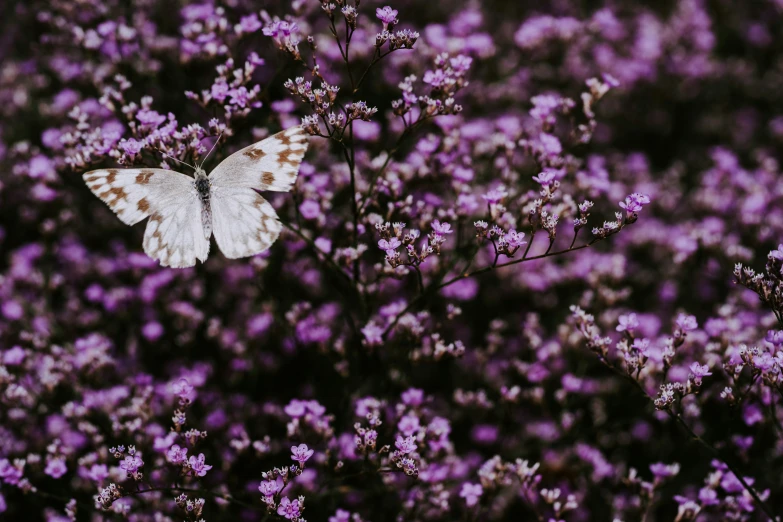 a white erfly sitting on top of purple flowers