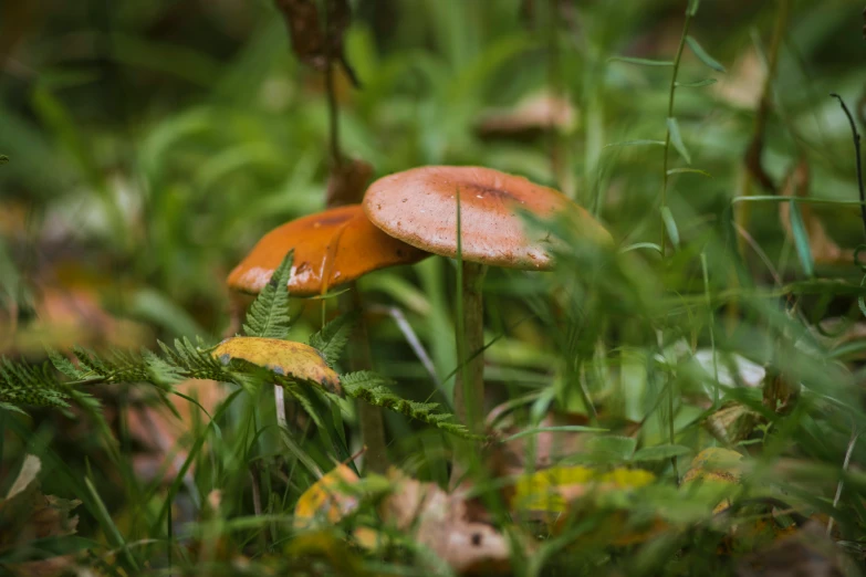 two mushrooms in the grass together, sitting on top of each other