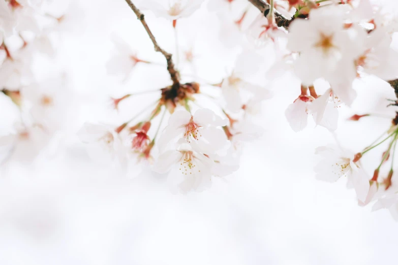 white flowers are blooming on a nch