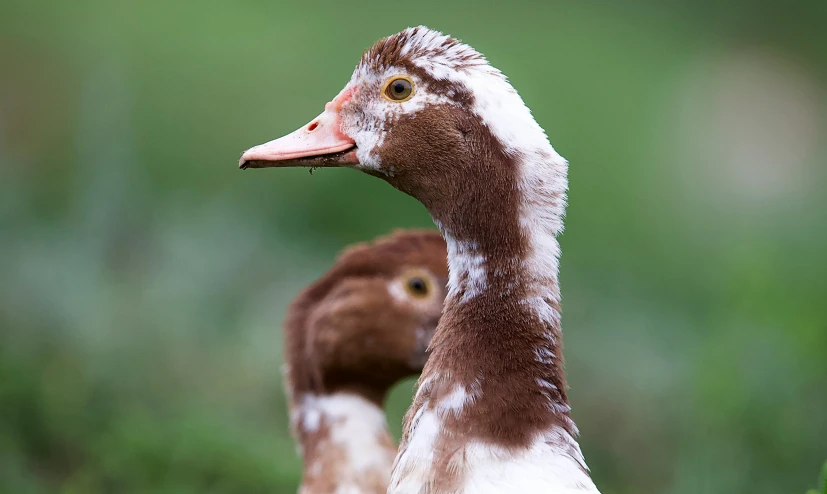 a duck with a white head and brown neck