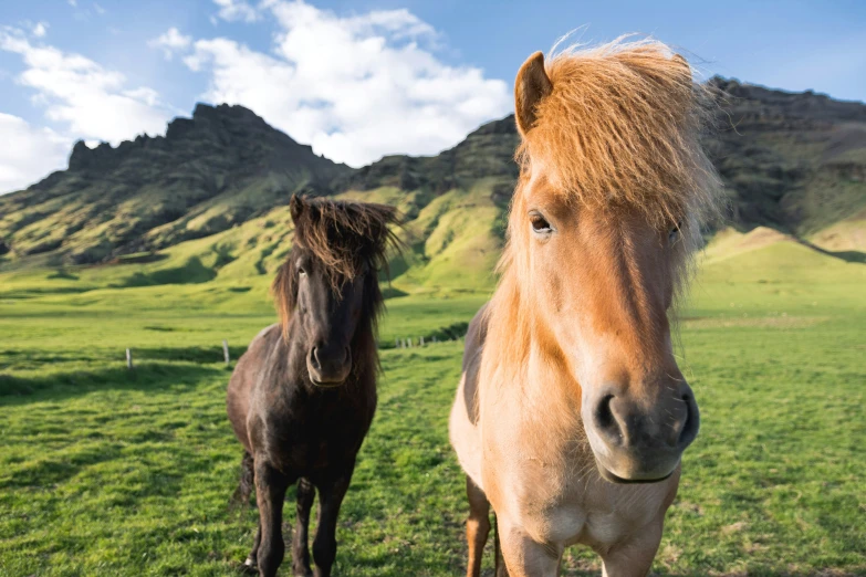 two horses on a grassy area with mountains in the background