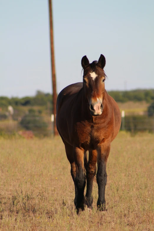 a horse is standing in a field near a telephone pole