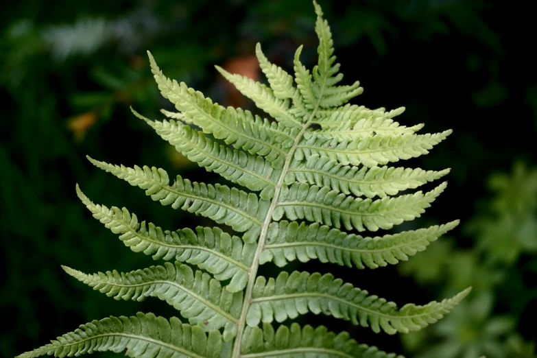 closeup of green leaves that are hanging off a tree