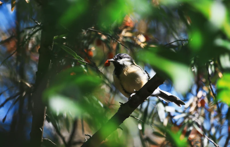 a small bird sitting on top of a tree nch