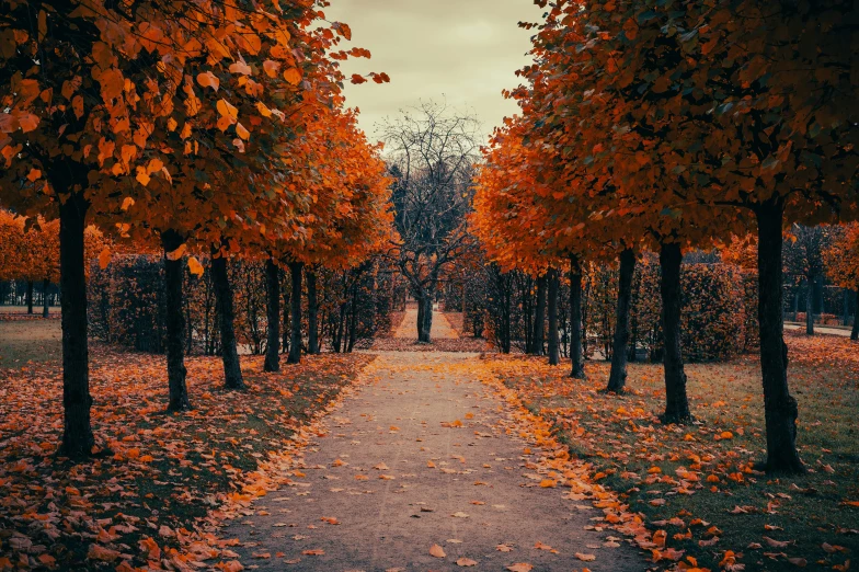 an avenue that is surrounded by trees with orange leaves