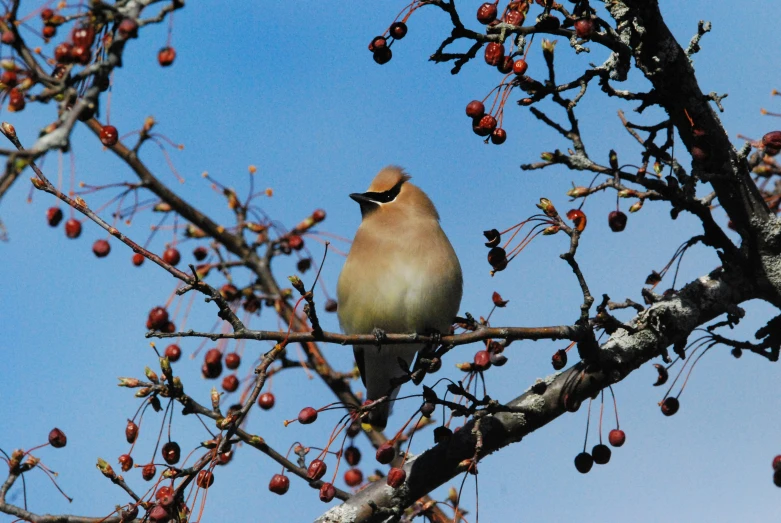 a bird sitting on the nch of a tree with berries all over it