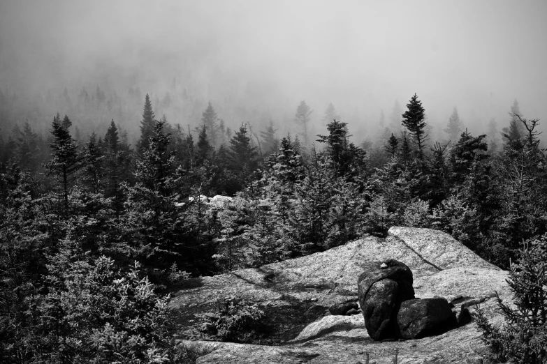 a black and white po of some rocks in the woods