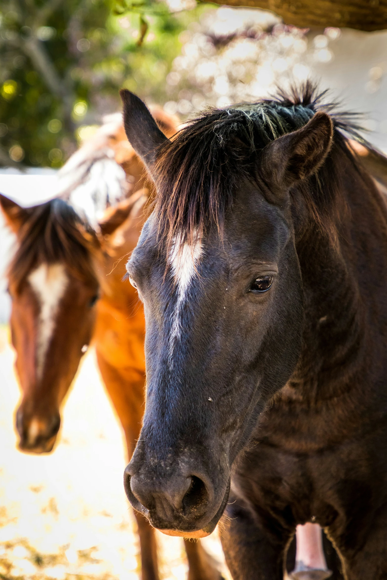 two horses, one brown and one white, stand together