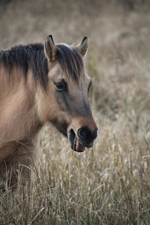 a close up of a small horse in the field