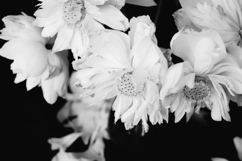 flowers with large leaves and petals are on a dark background