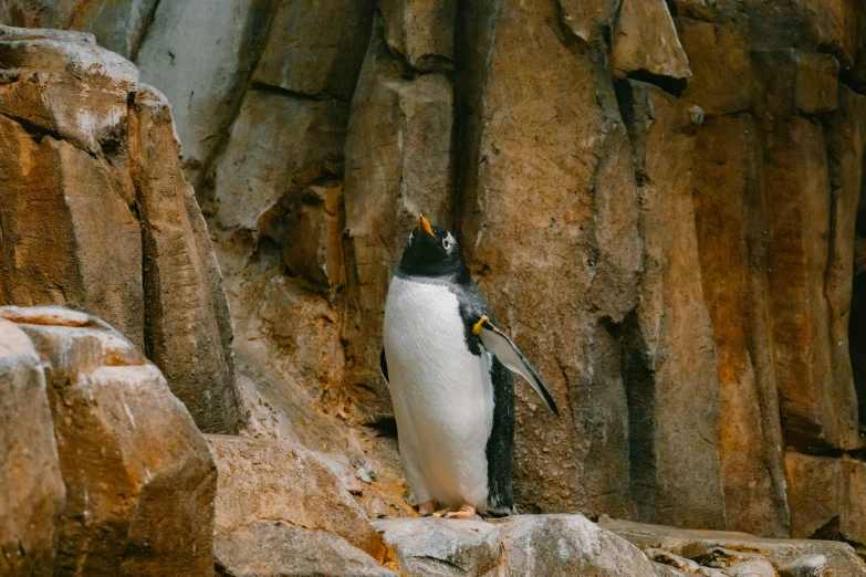 a penguin sitting on top of a rocky mountain