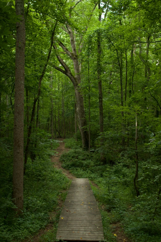 a wooden path leads through the woods between some trees