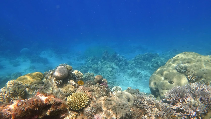 the colorful reef life beneath the surface of the water