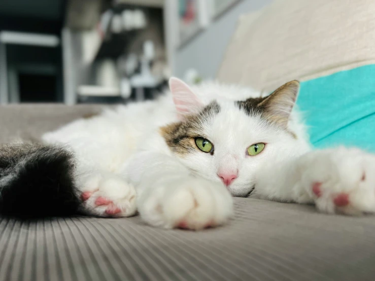 a cat laying on its back with a green eyed look