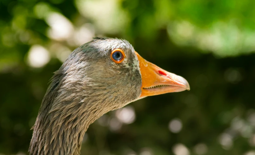 the head of a goose with red eye and orange bill