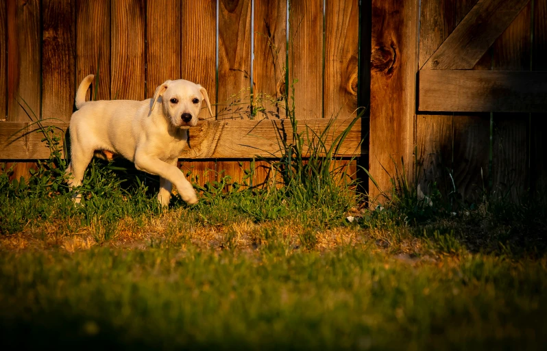 a dog that is walking across some grass