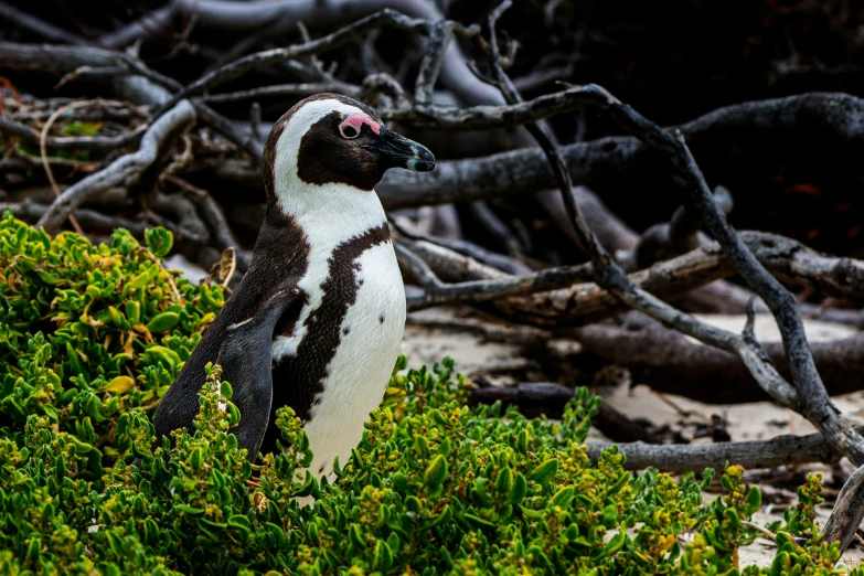 a penguin stands among the green shrubbery and bare nches