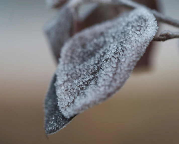 some snow on a twig in a tree