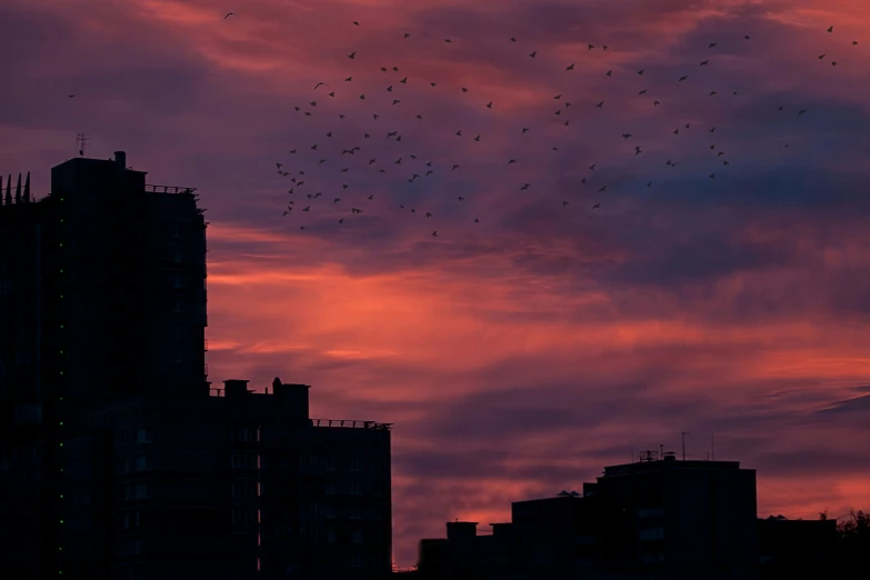 birds fly above the city at sunset