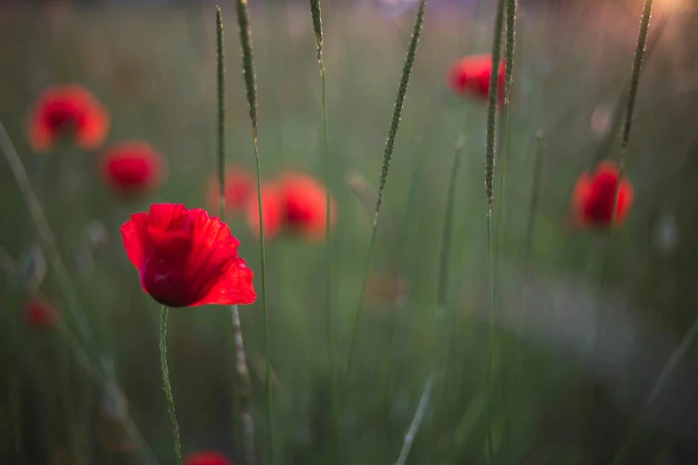 a red flower in a grassy field, on the horizon