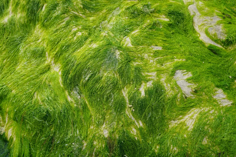 green algae in the water and dirt on it