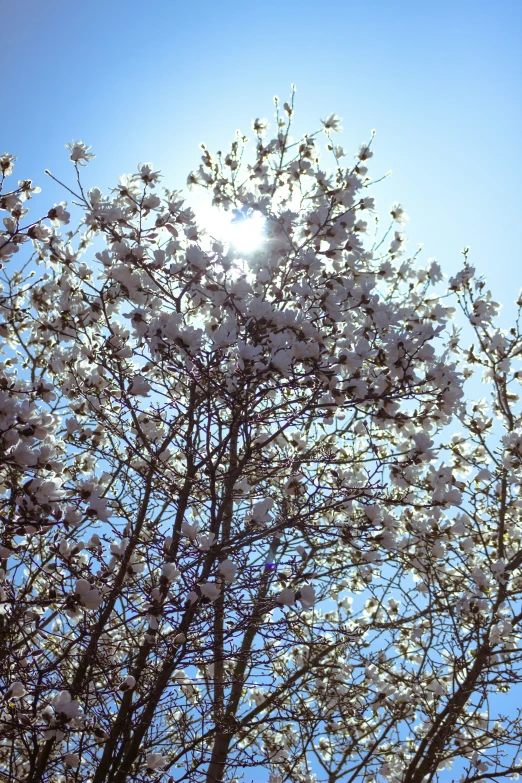 a flowered tree is shown against the blue sky