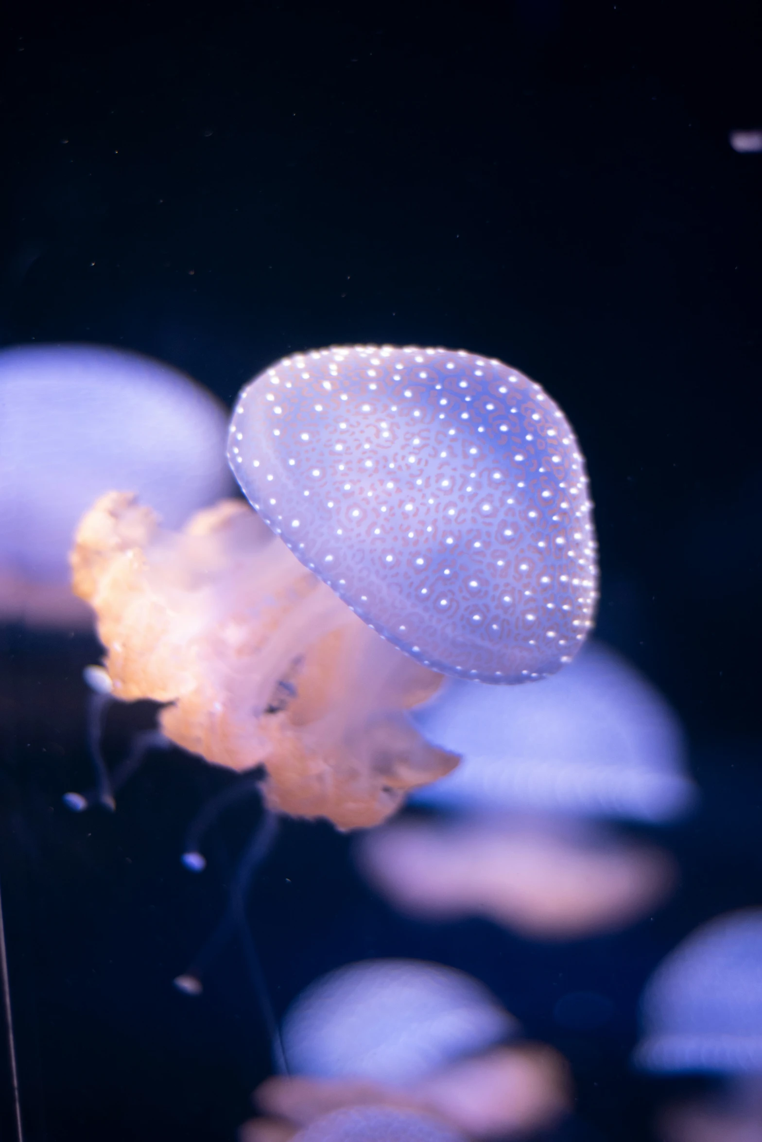 a group of jellyfishs swim in the water