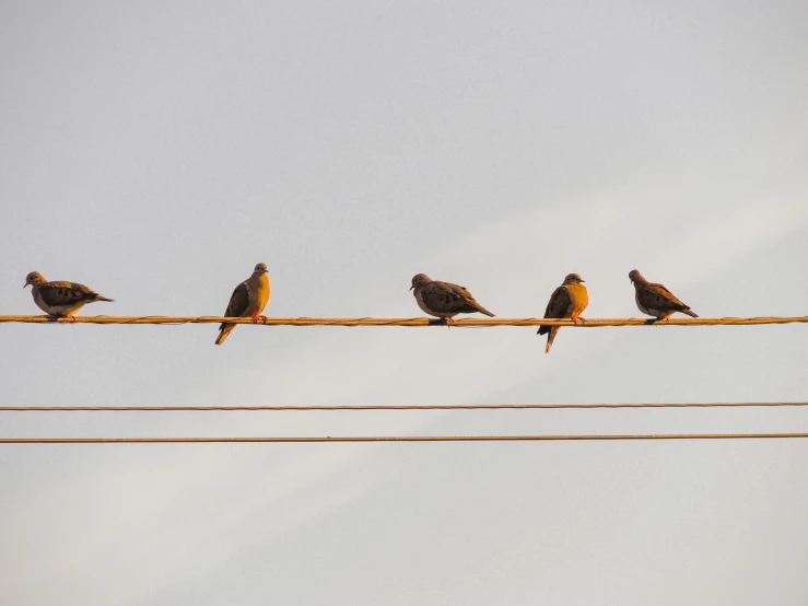 seven birds sit on the top of a wire