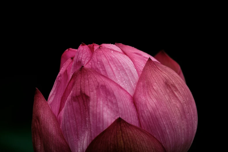 large pink flower blooming from the center