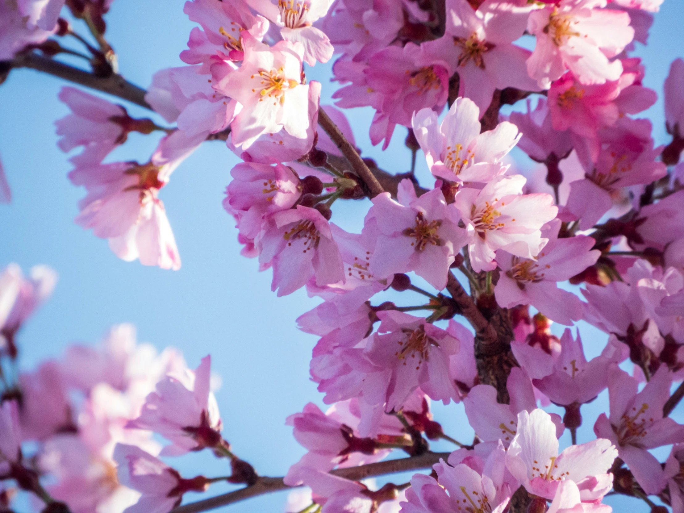 the nch of pink flowers against a clear blue sky