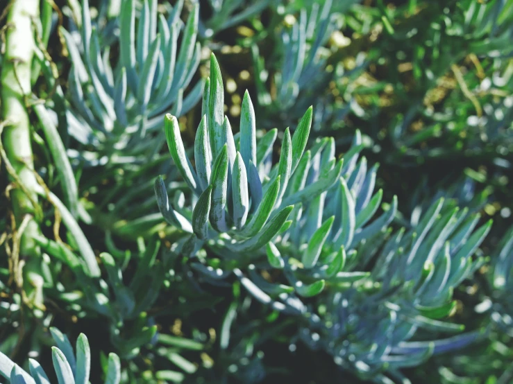 a bunch of green leaves in some kind of bush