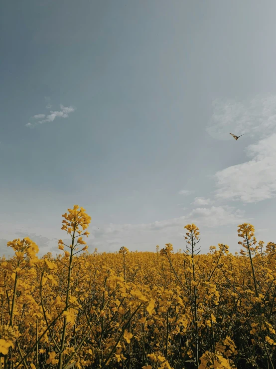 a field full of yellow flowers with the airplane in the background