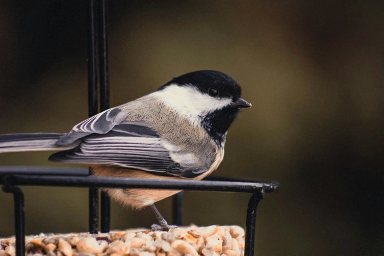 a small bird perched on top of a bird feeder