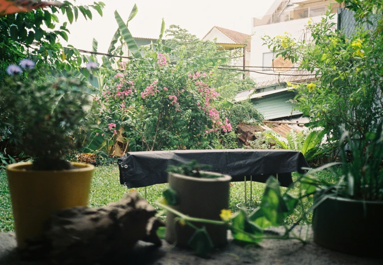 several potted plants that are on the ground