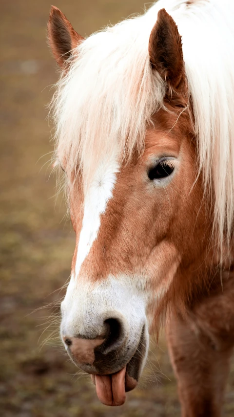 a brown horse with white mane in a field