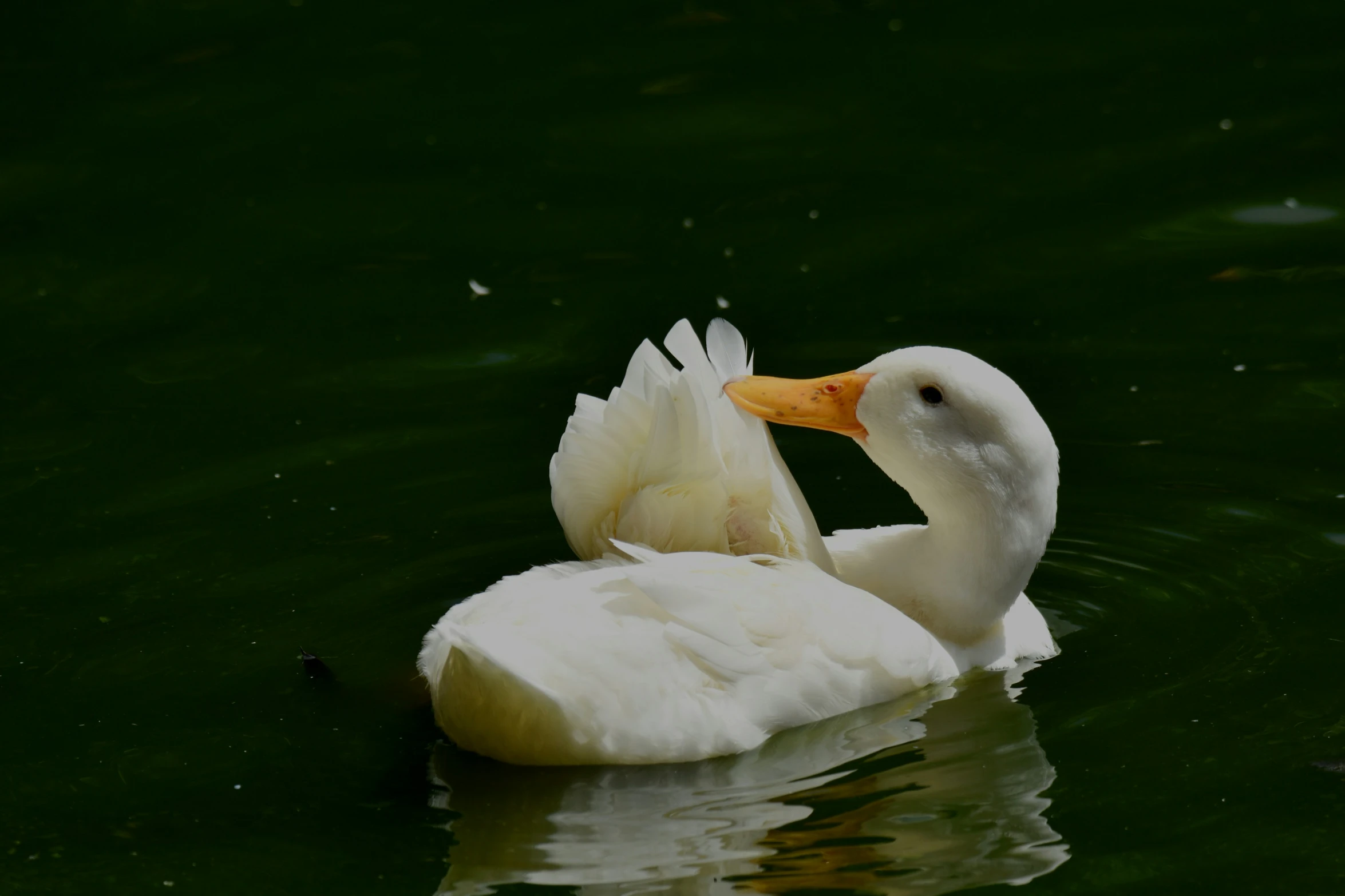 a duck swimming on top of a green body of water
