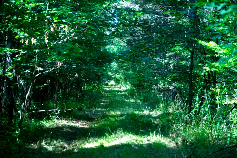 the road is lined with small trees and grass