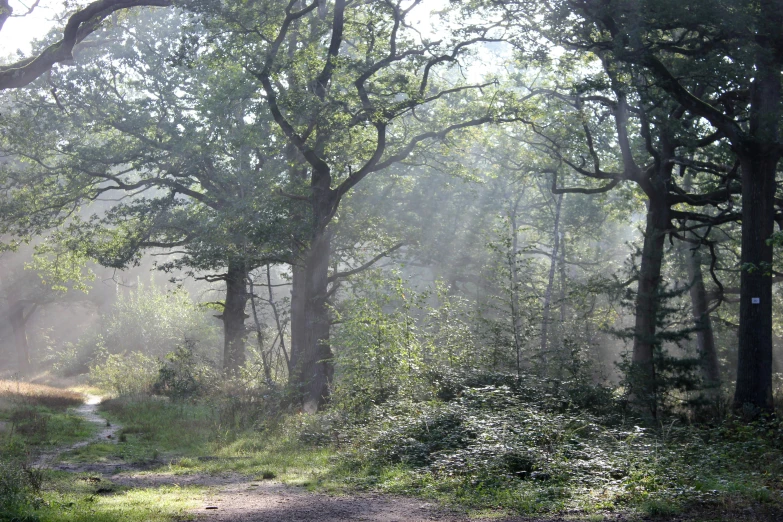 the sun shining through a dense forest filled with trees